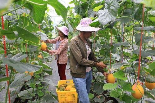 山南网红吃瓜,揭秘幕后故事与热门话题 第3张 山南网红吃瓜,揭秘幕后故事与热门话题 第3张