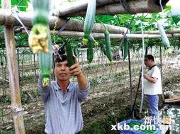 娱乐吃瓜村,揭秘娱乐圈背后的那些事儿 第2张 娱乐吃瓜村,揭秘娱乐圈背后的那些事儿 第2张