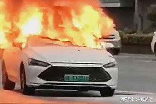 爆料海豚自燃视频播放下载,海豚自燃视频引发热议，真相令人震惊！