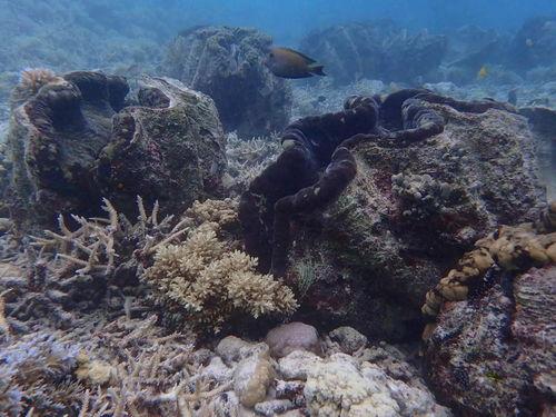 蓝色珊瑚礁在线观看,探寻海底奇观之旅 第2张 蓝色珊瑚礁在线观看,探寻海底奇观之旅 第2张